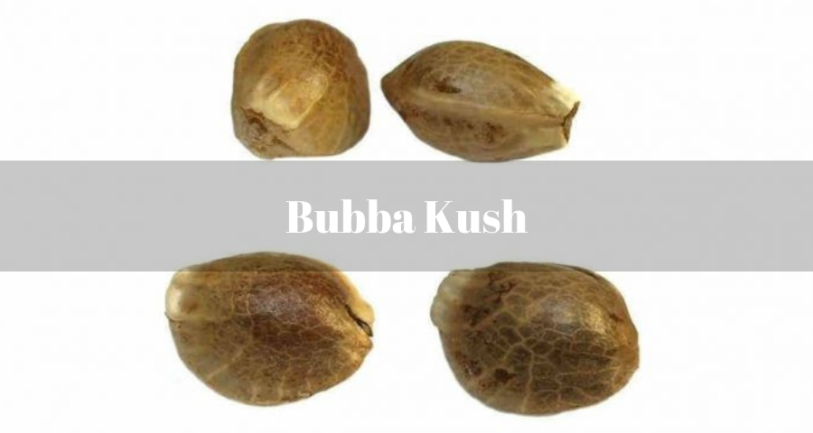 Bubba Kush