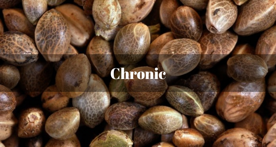 Chronic cannabis seeds