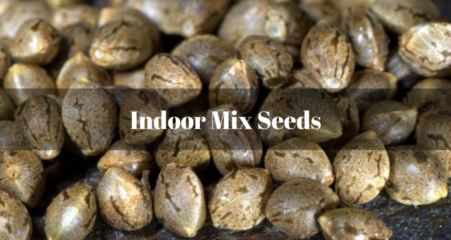 INDOOR MIX SEEDS