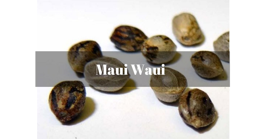 Maui Waui Marijuana