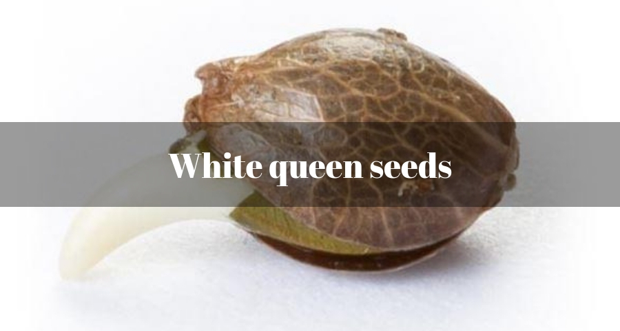 White queen seeds