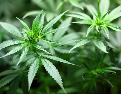 weed plants for sale