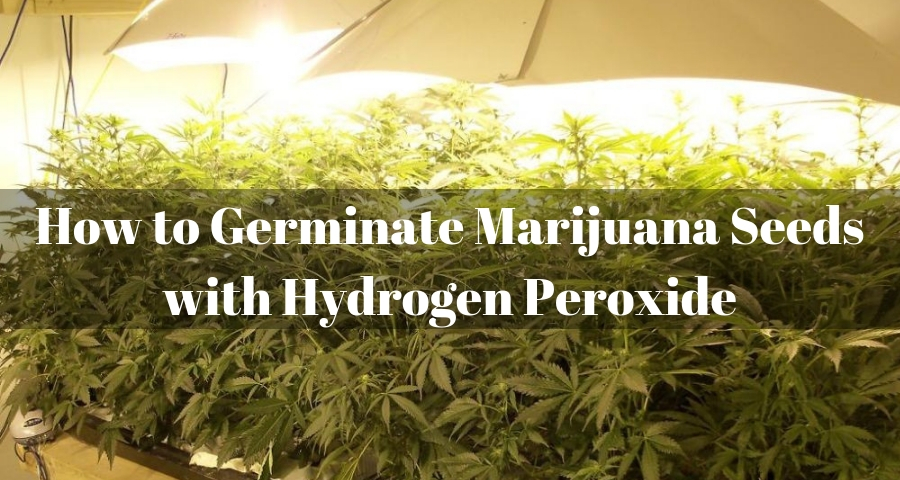 Germinate Marijuana Seeds with Hydrogen Peroxide