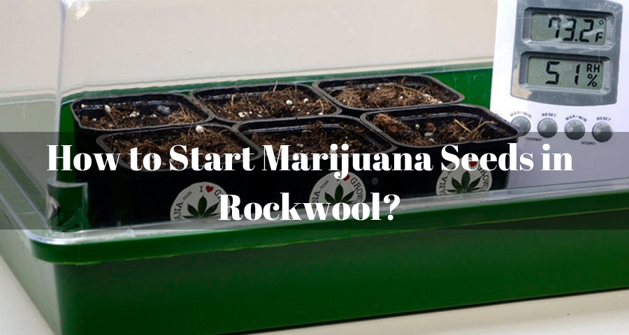 Start Marijuana Seeds in Rockwool