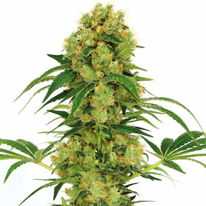 buy cheap marijuana seeds online
