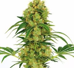 buy weed seeds online