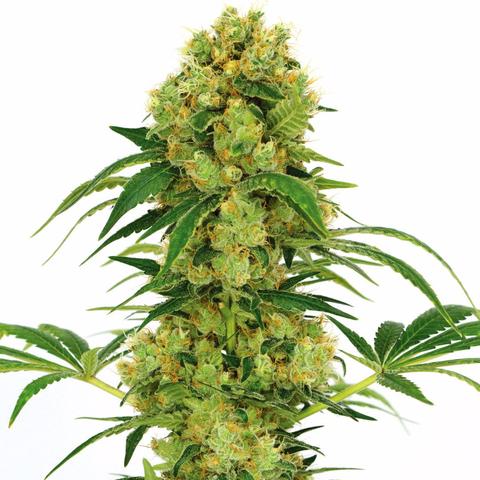 buy weed seeds online