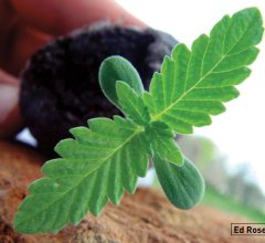 Buying Feminized Marijuana Seeds Online