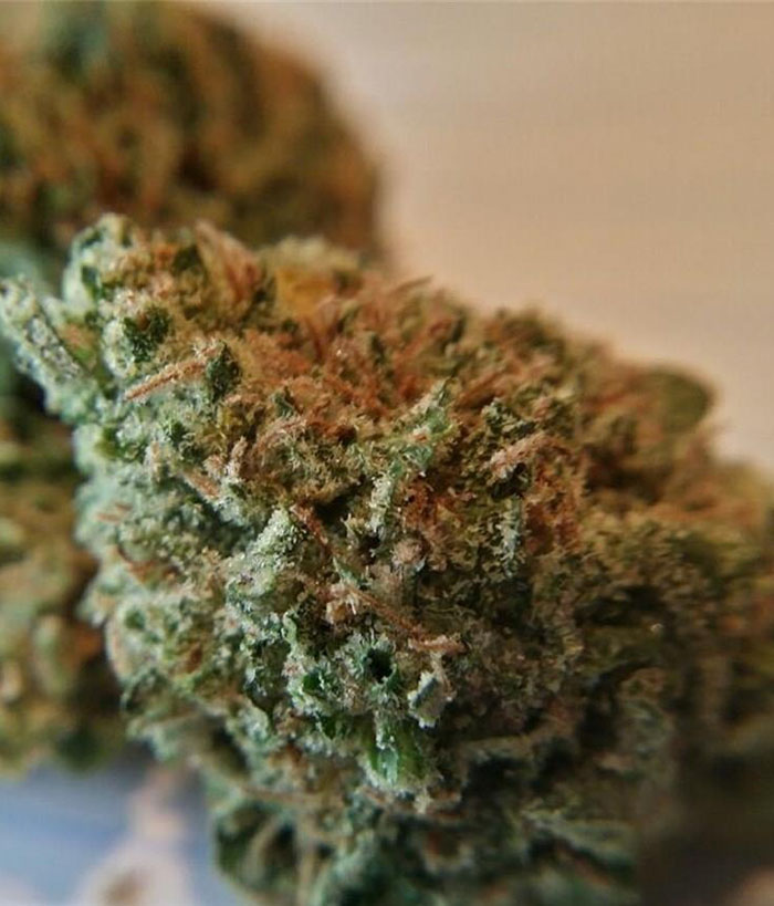 Black Widow Seeds Feminized