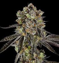 Bulk Autoflowering Cannabis Seeds