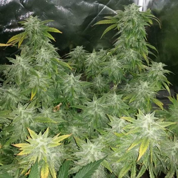 make feminized marijuana seeds