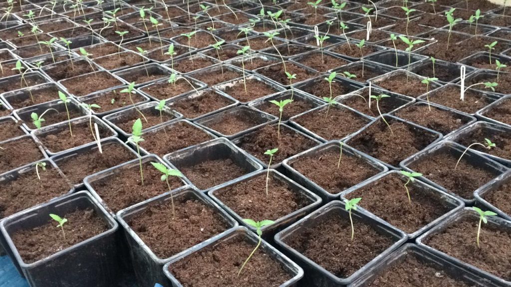 Growing Marijuana Seeds VS Growing from Clones