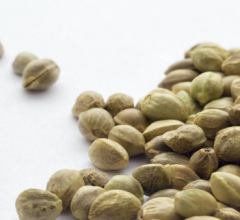 cannabis seeds online