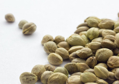 cannabis seeds online