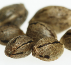 where to buy cannabis seeds