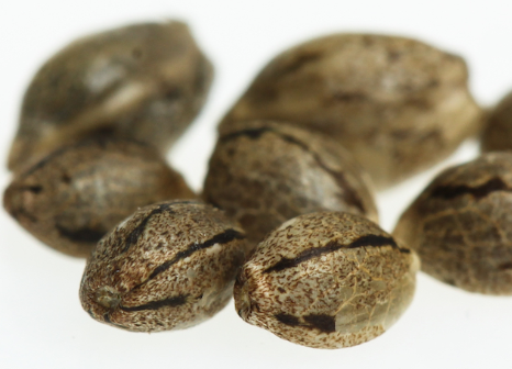 where to buy cannabis seeds