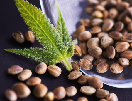 best place to buy marijuana seeds