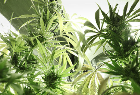 what are feminized seeds