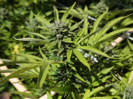 best site to buy cannabis seeds