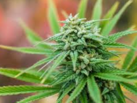 buy cannabis seeds uk