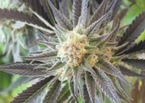 top 10 indica strains