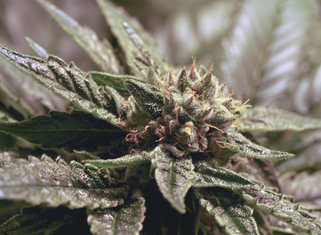 indica seeds for sale