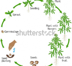 indica grow cycle