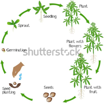 indica grow cycle