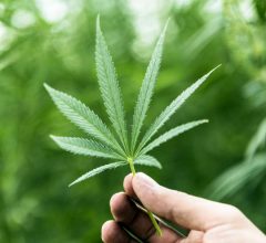 where to buy sativa seeds