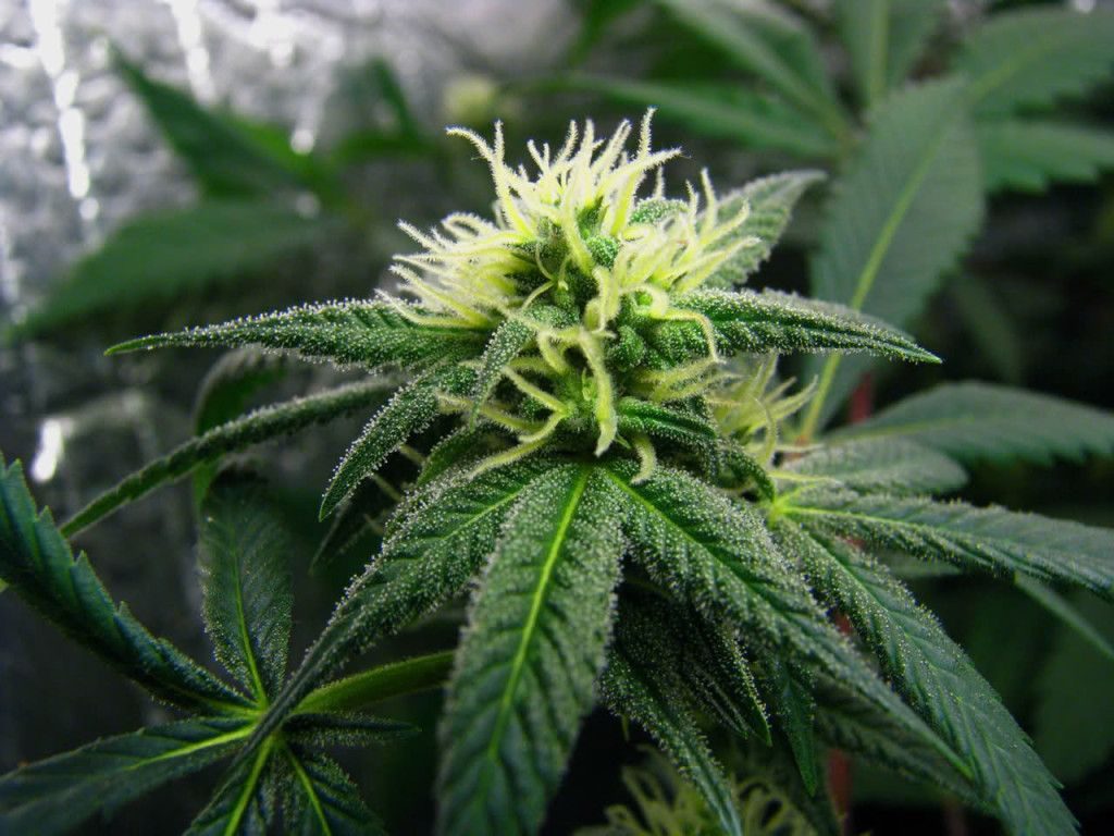 top 10 best autoflowering cannabis seeds