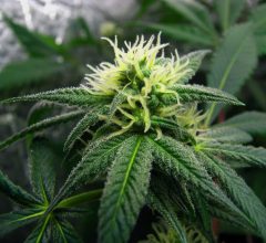 top 10 best autoflowering cannabis seeds