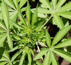cannabis hybrid plants