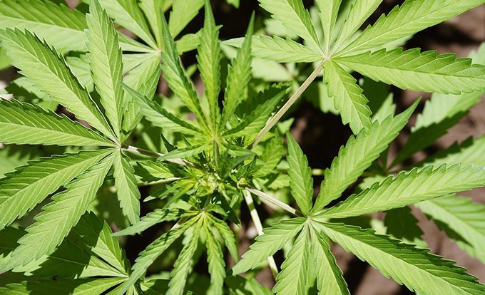 cannabis hybrid plants