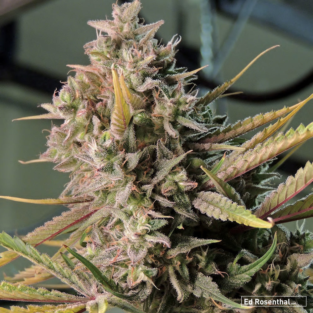 purple indica seeds for sale