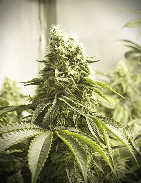 can feminized seeds become male