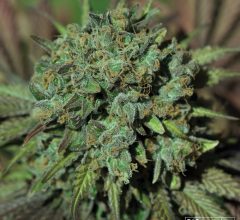 cannabis indica seeds for sale