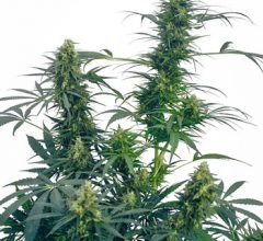 best place to buy autoflowering cannabis seeds
