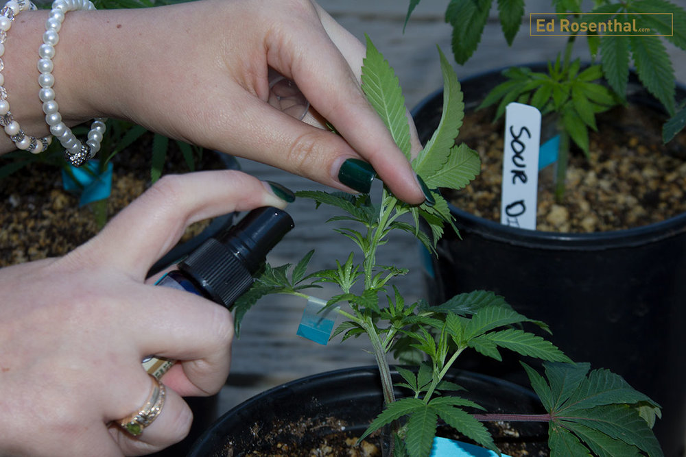 blueberry feminized seeds canada