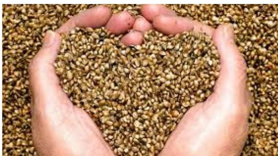 Cannabis Strains and Marijuana Seeds