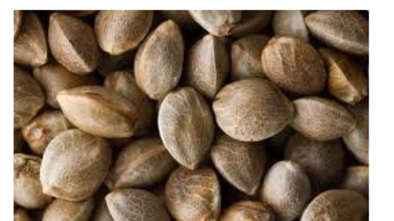 great white shark strain