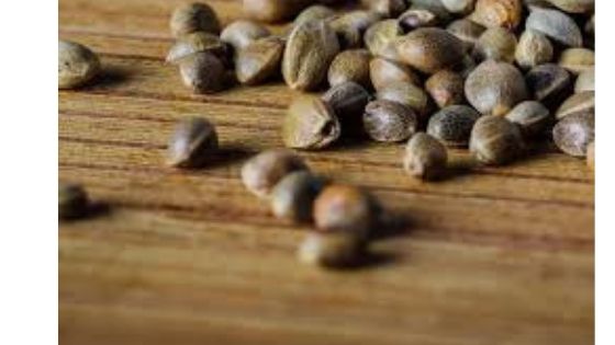 cannabis indoor growing