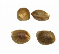 Girl Scout Cookies seeds