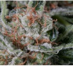 og kush indica or sativa