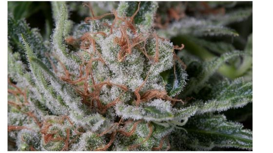 og kush indica or sativa