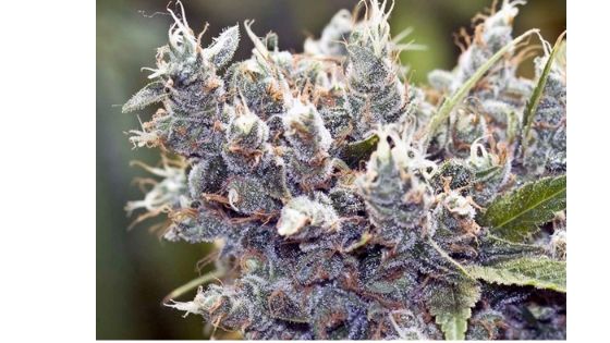 Vancouver seed banks