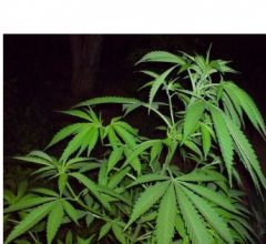 cannabis seeds for sale