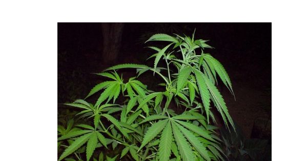 cannabis seeds for sale