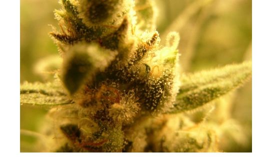 buy marijuana seeds online