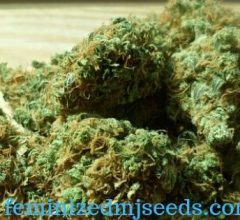 female marijuana seeds