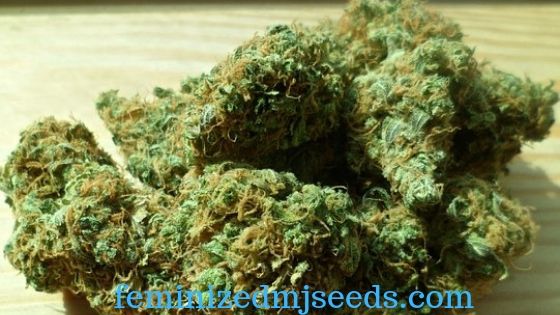 female marijuana seeds